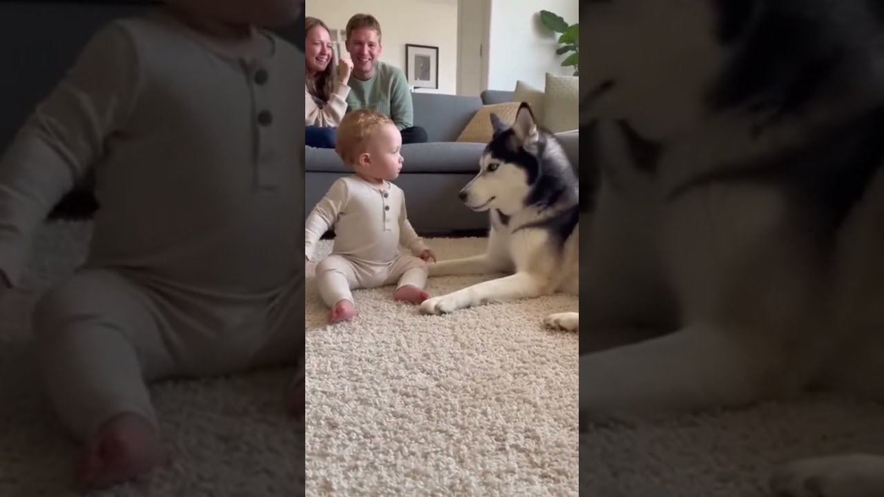 Baby Commands Husky With Confidence  