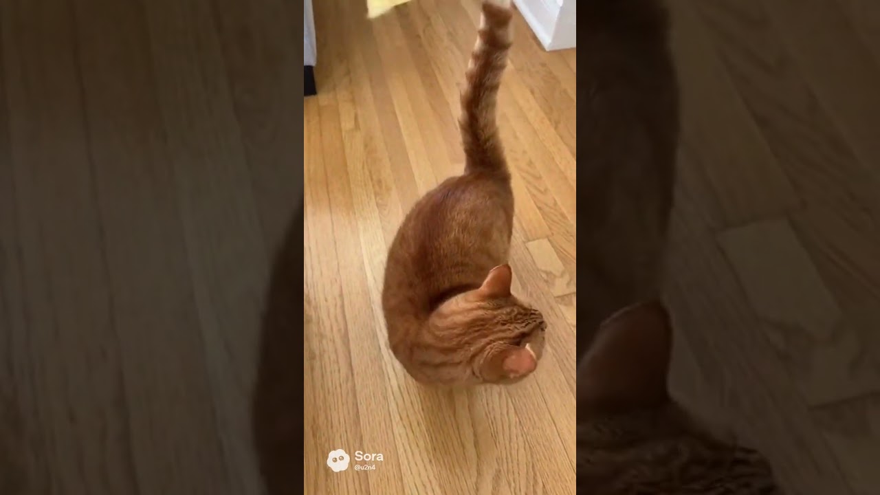 Watch till end: Cat steals the show with a dramatic tail flip 🐾