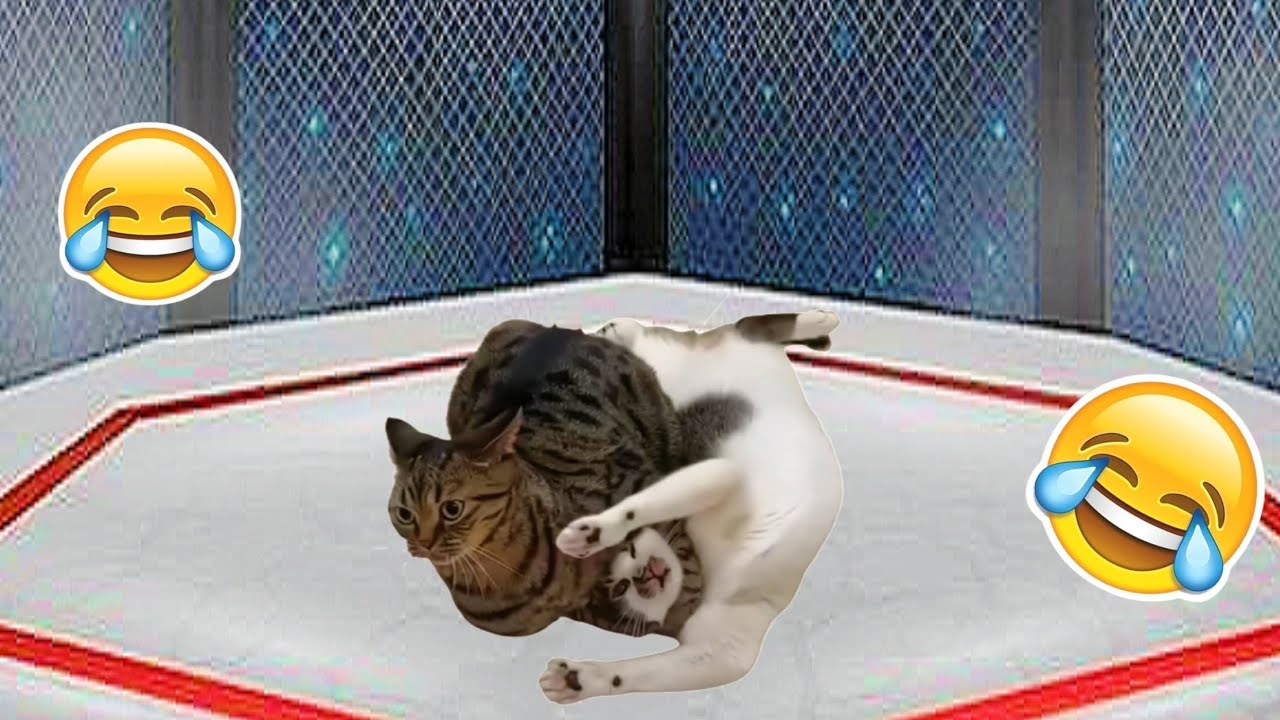 FUNNY CAT WRESTLING VIDEO CLIPS | TRY NOT TO LAUGH - LEVEL: HARD 