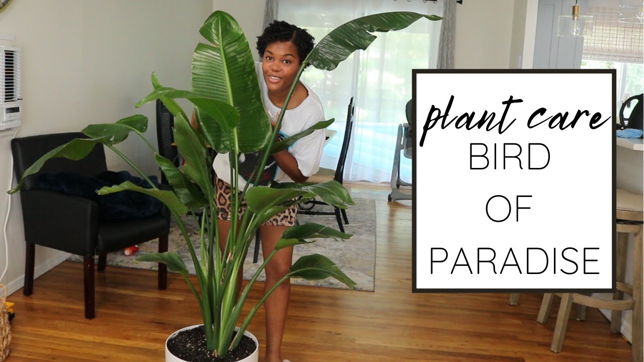 HOW TO CARE FOR BIRD OF PARADISE PLANT | Beginner Friendly | Sterilzia Nicolai |  Shackeria Sharona