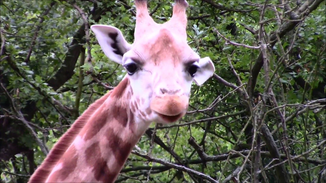 Afrykańska sawanna w poznańskim zoo