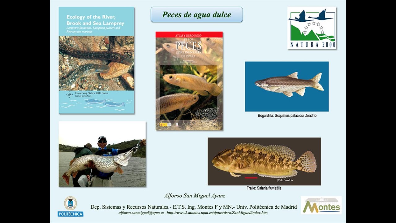 Conservación de peces continentales de España