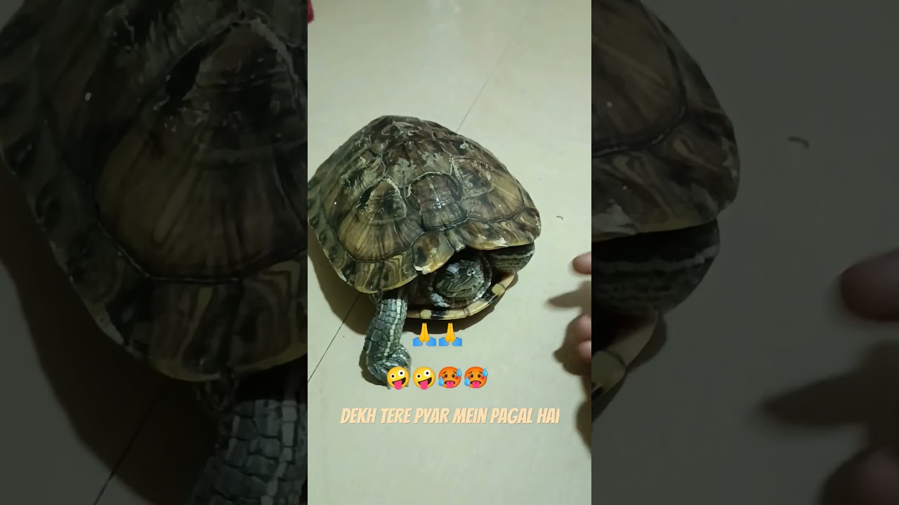 mittu twins brother कछुआ 🐢🐢