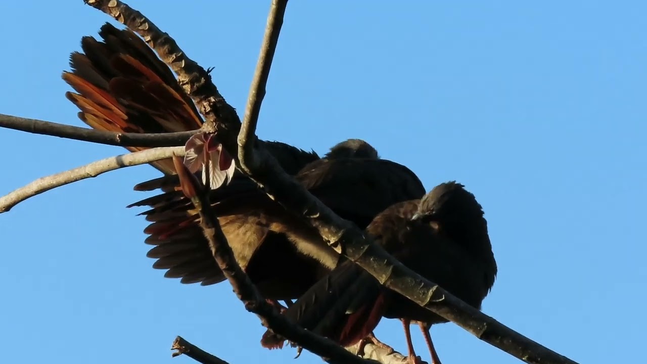 así cantan las guacharacas de montaña // birds x birds
