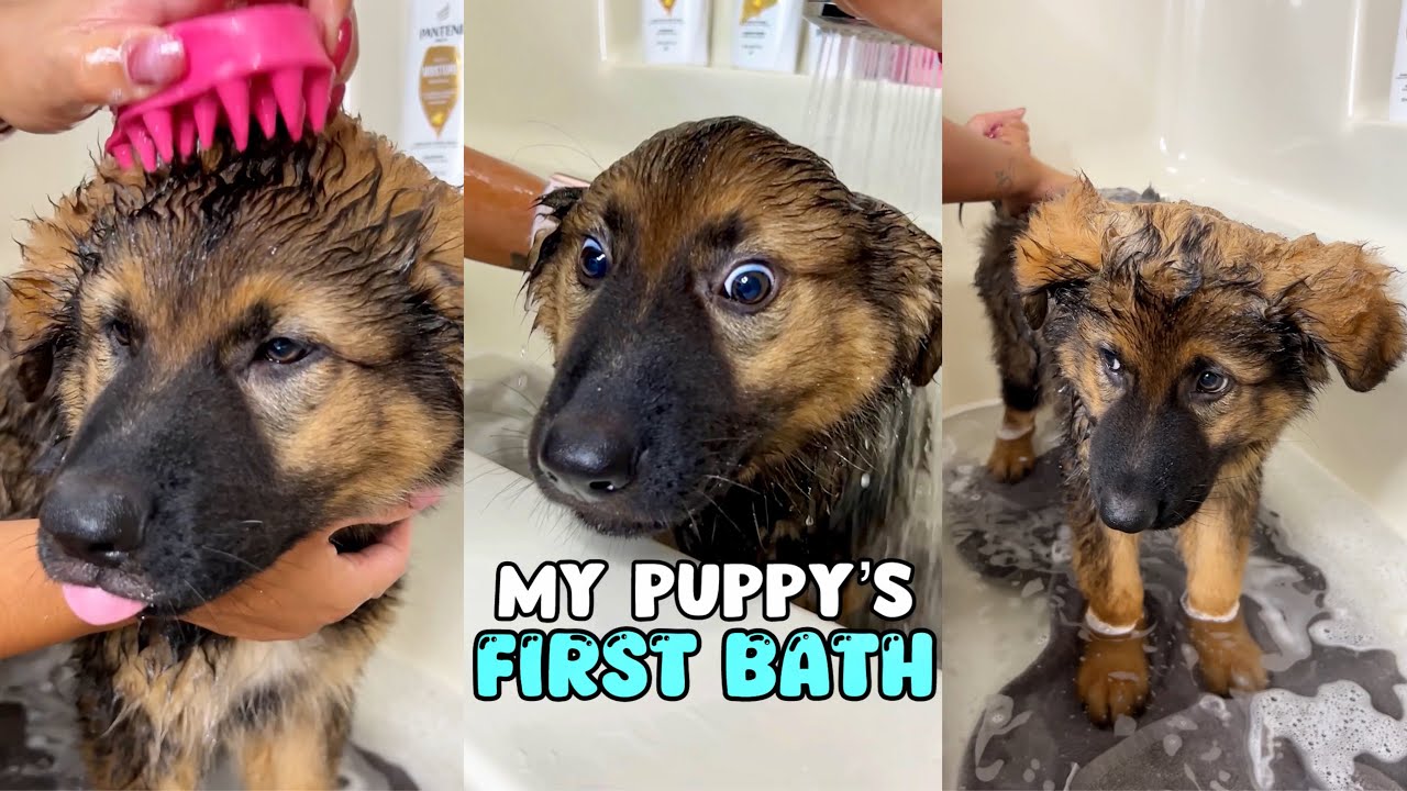My Puppy’s First Bath