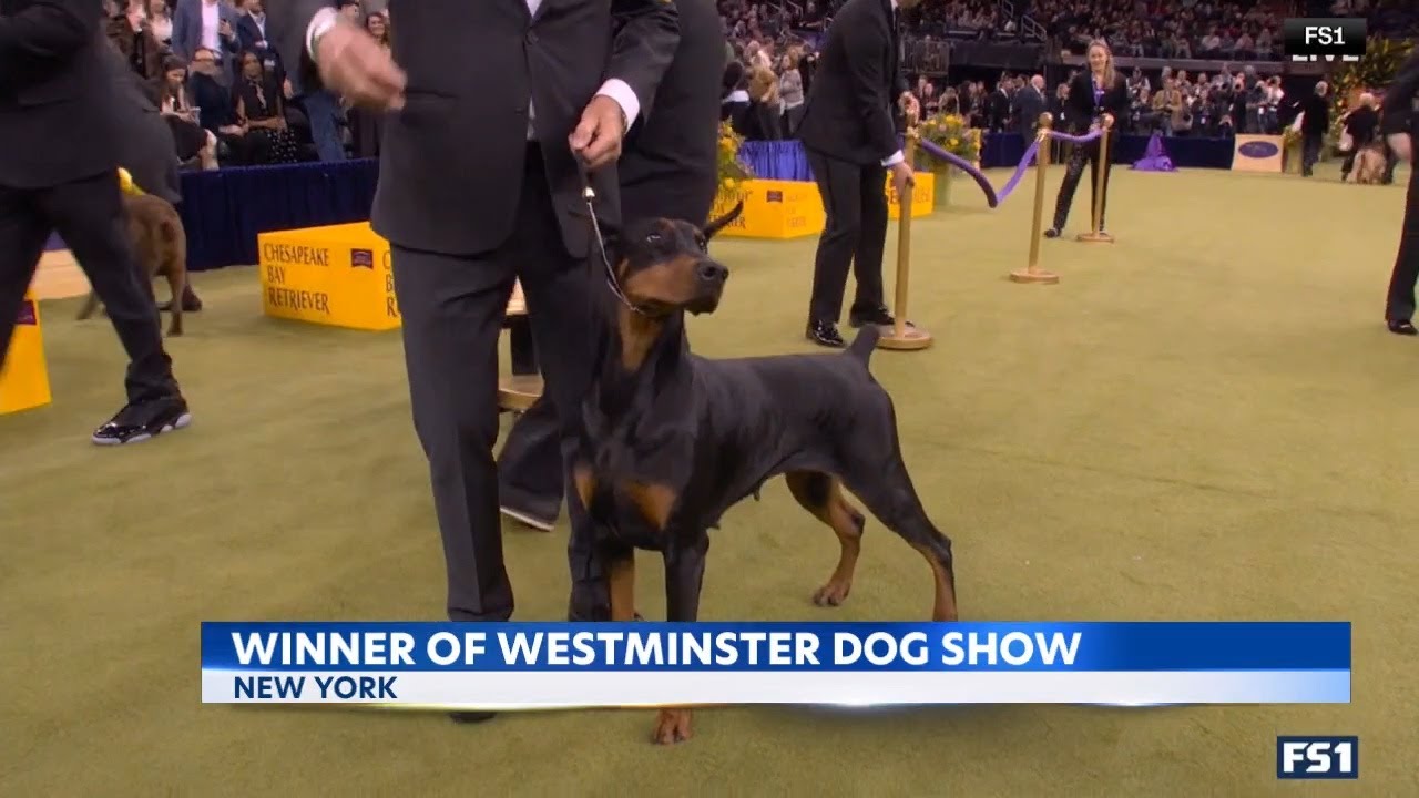 Penny the Doberman wins big at Westminster dog show in NYC