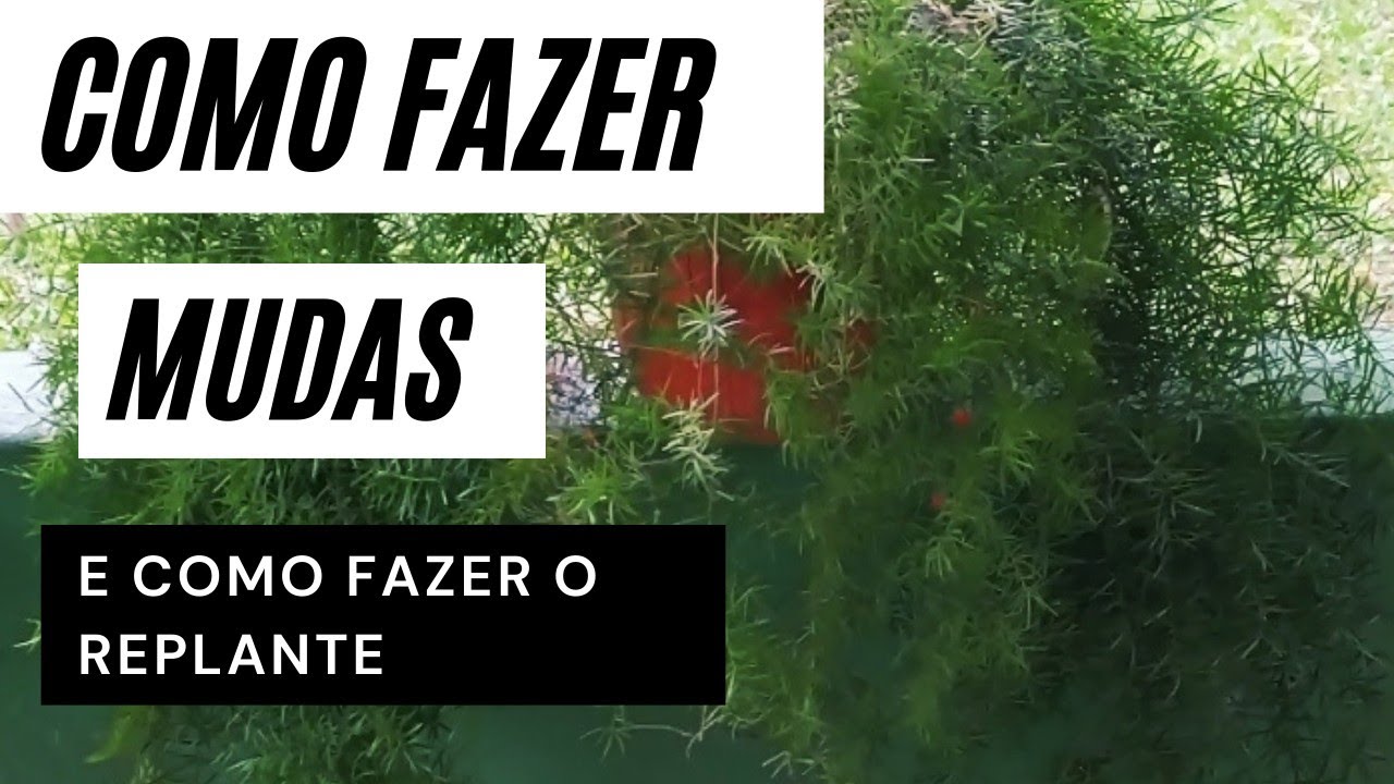 COMO FAZER MUDAS DE ASPARGO ALFINETE
