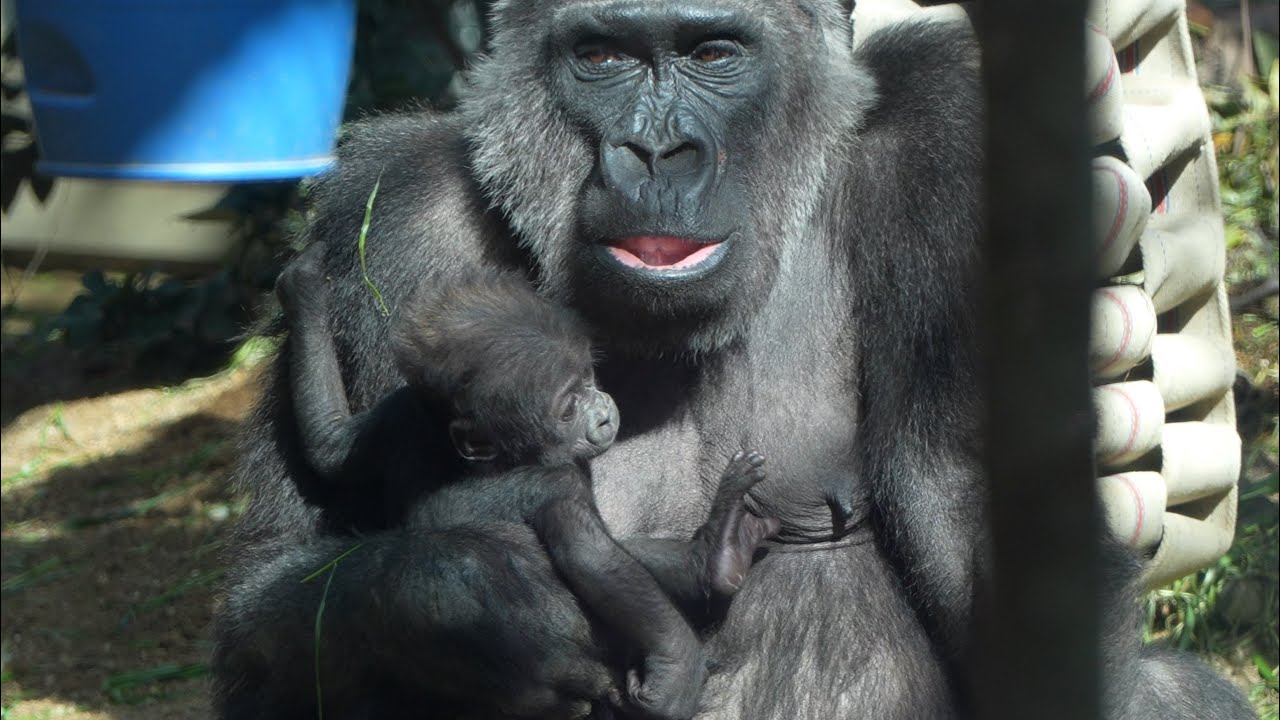 Заботясь о нем: глубокая связь между Кинтаро и малышом гориллы Gorillas genki / ape #gorilla