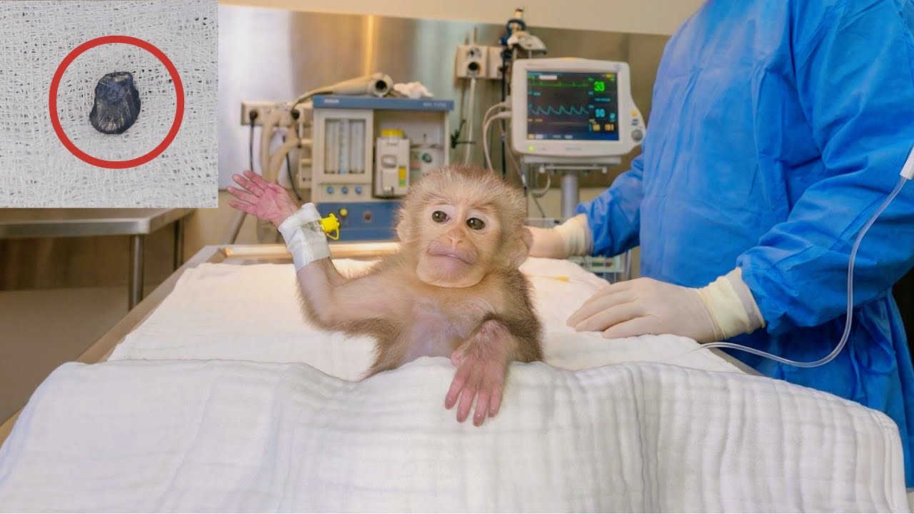 Baby Monkey Lulu Undergoes a Difficult Surgery — A 5 Hour Wait for Her to Wake Up