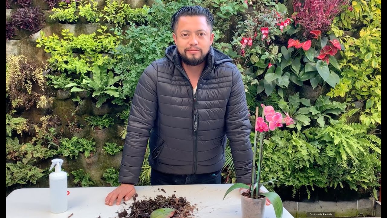 Rescate de orquídea realizando transplante, no la dejes morir.