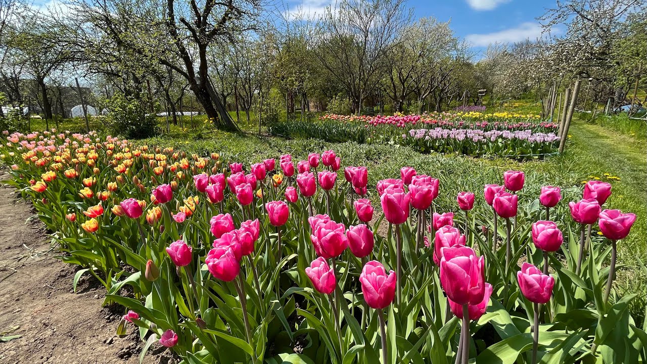 Tulipánová sezóna na Kvetinovej farme v Návojovciach