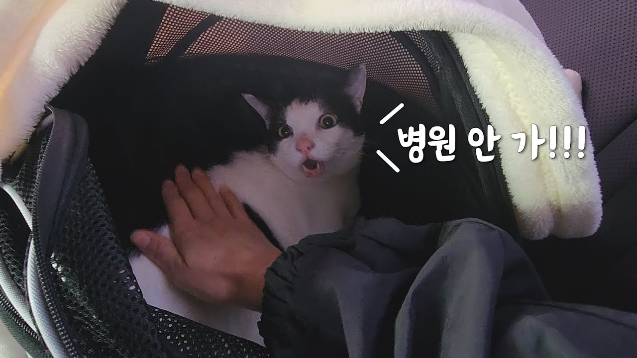 병원 가기 싫어서 역대급 방언 터진 고양이