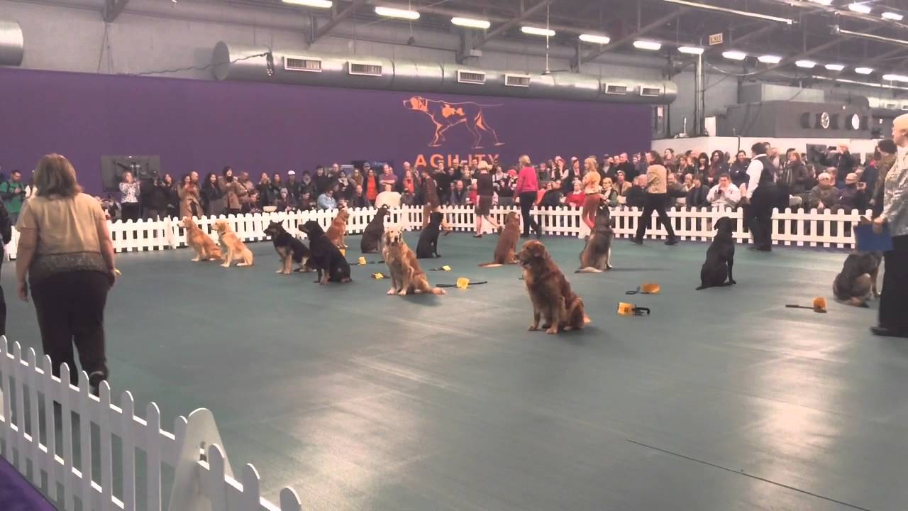 Obedience dogs sit and stay at Westminster dog show