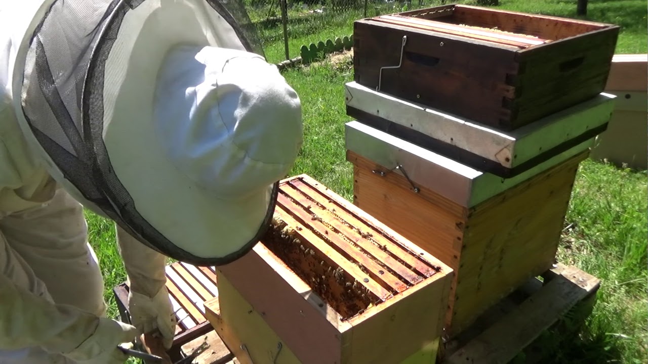 Les abeilles du "coup de gueule" vont bien, elles ont besoin de place...et d'un peu de rigueur ! ^^