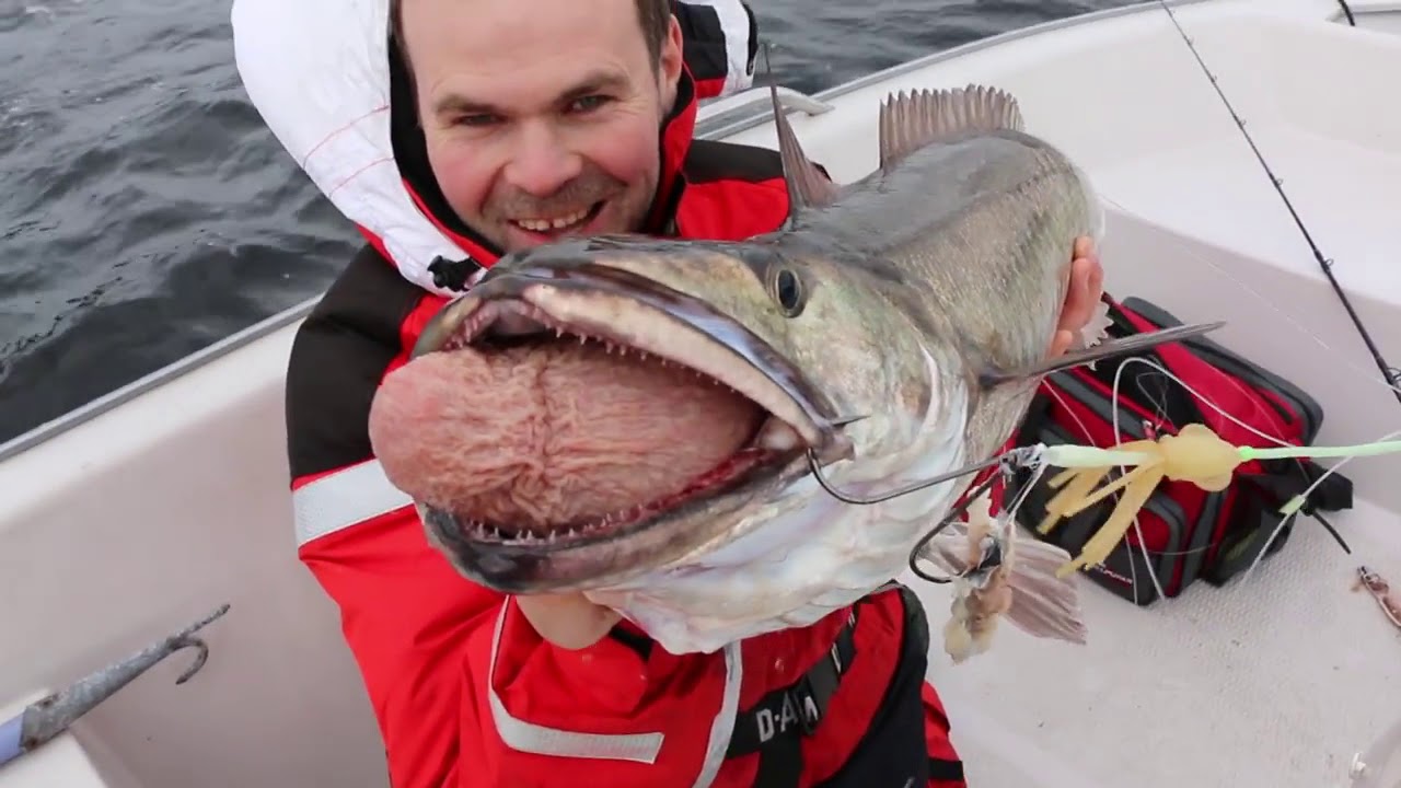 Havfiskeskolen S01E03  Kulmule Fiskeri Med Naturlig Agn
