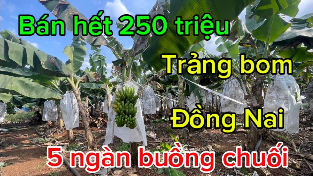 Cần bán 5ngàn buồng chuối mô giá bán chỉ 250 triệu 