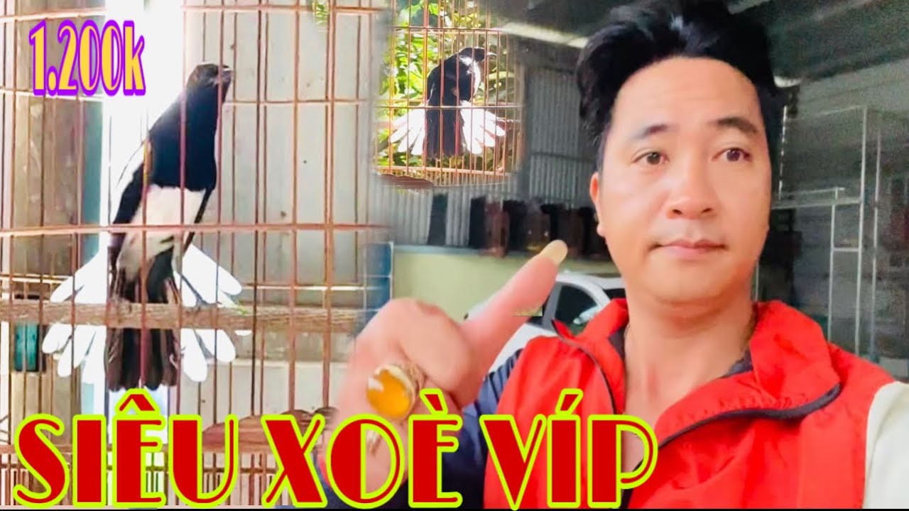 HÀNG CHẤT HƠN NƯỚC CẤT —XOÈ VŨ CÔNG ĐẾM LAN— NẾT CHƠI MÃN NHÃN#chimcanhphuonghieu #thinhhanhyoutube 