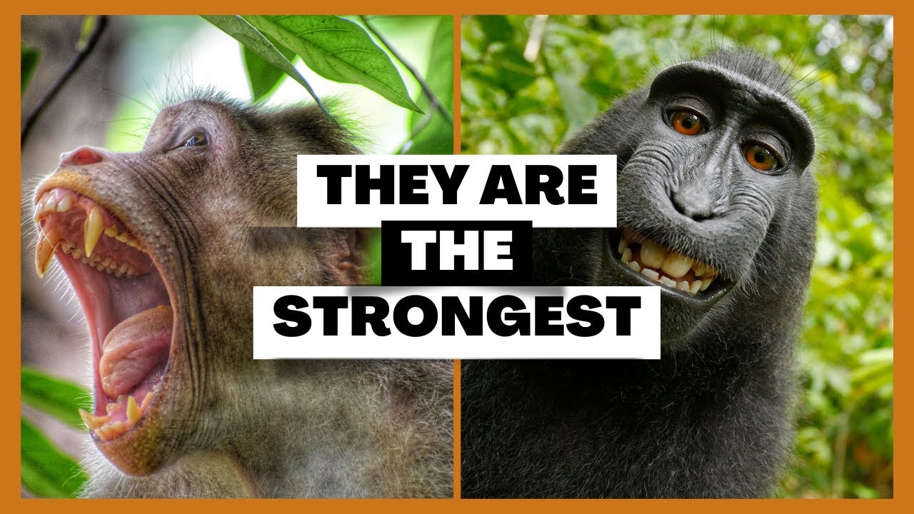 The Most Muscular Primates: A List of the Seven Strongest Monkeys