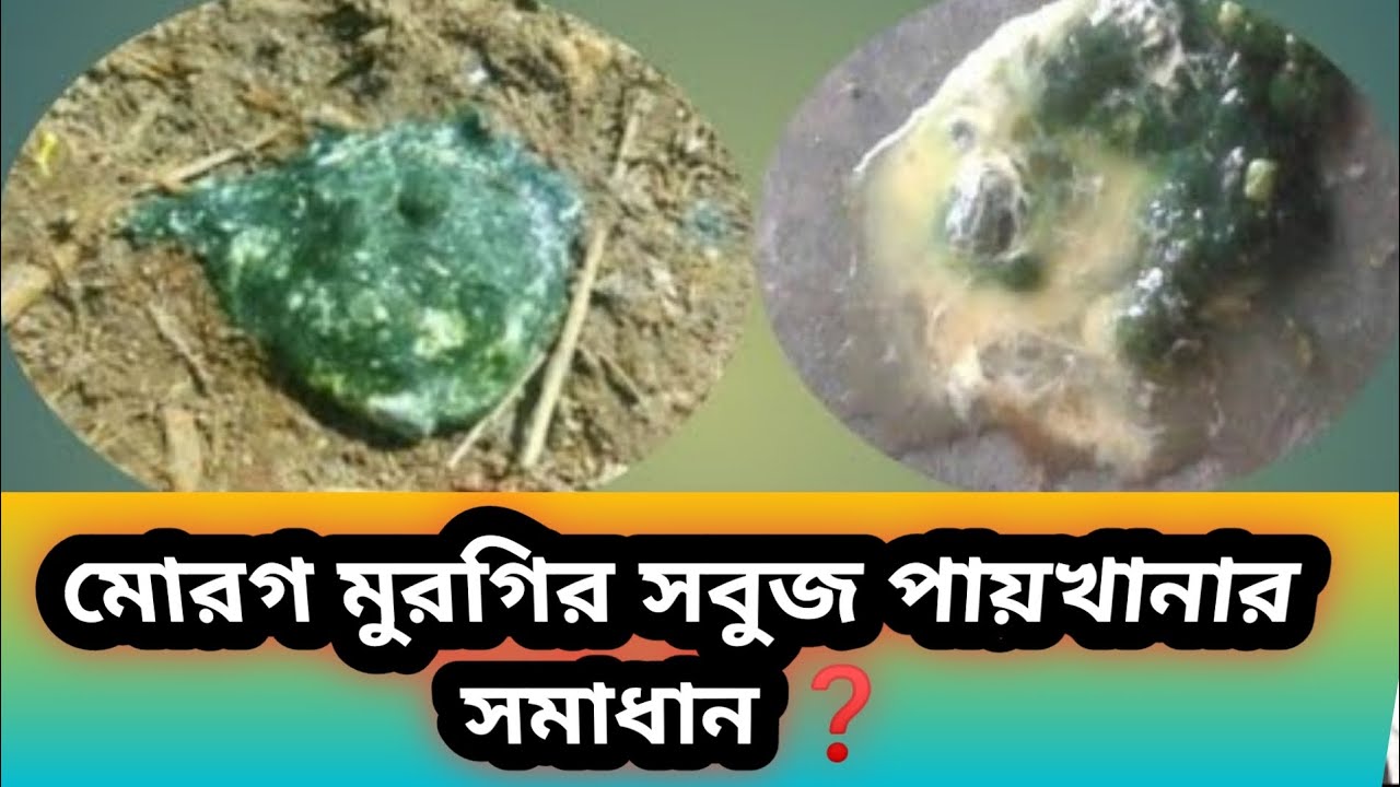 মোরগ মুরগির সবুজ পায়খানা করলে কি করবেন?#সবুজ #পায়খানা #রানীক্ষেত