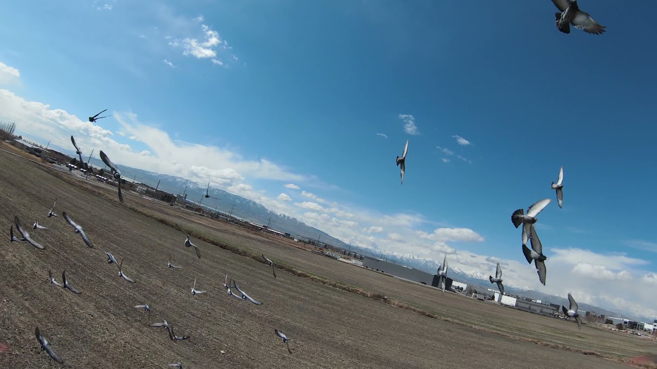 DJI FPV - When Pigeons Attack! Birds attack drone!