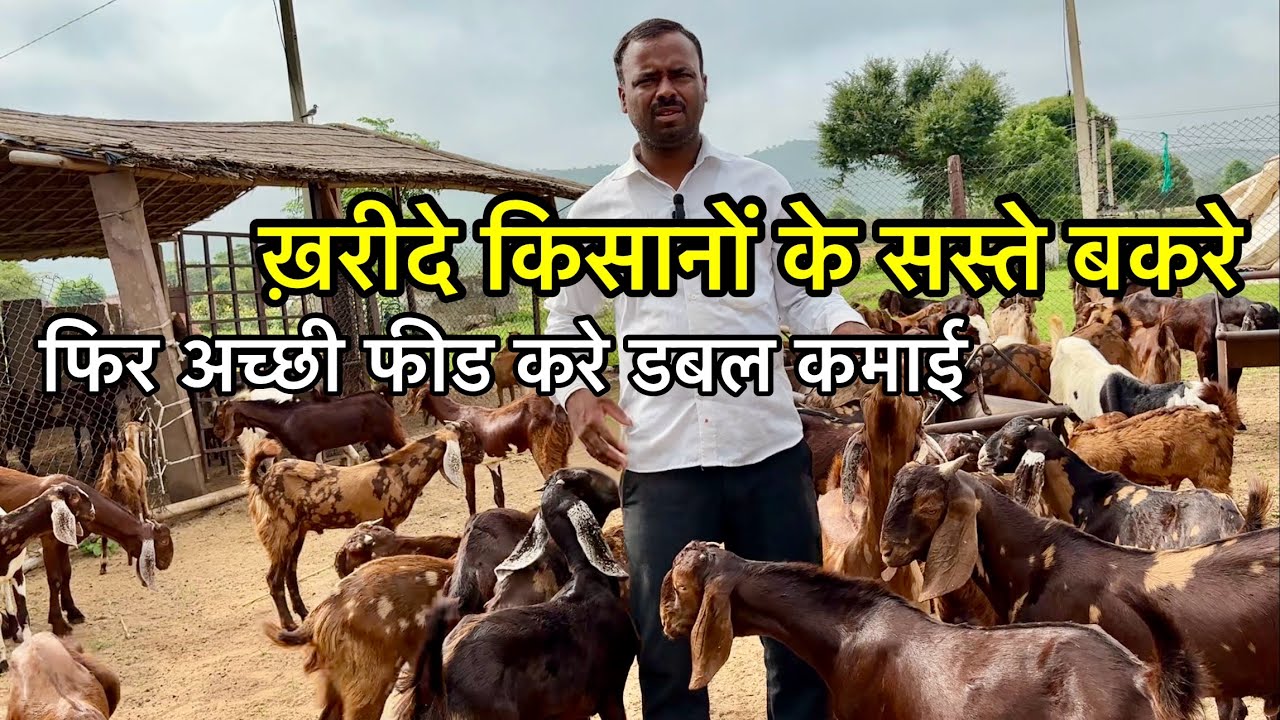 किसानों के बकरे बेस्ट फीड से देते है डबल मुनाफ़ा | rajasthan goat farm