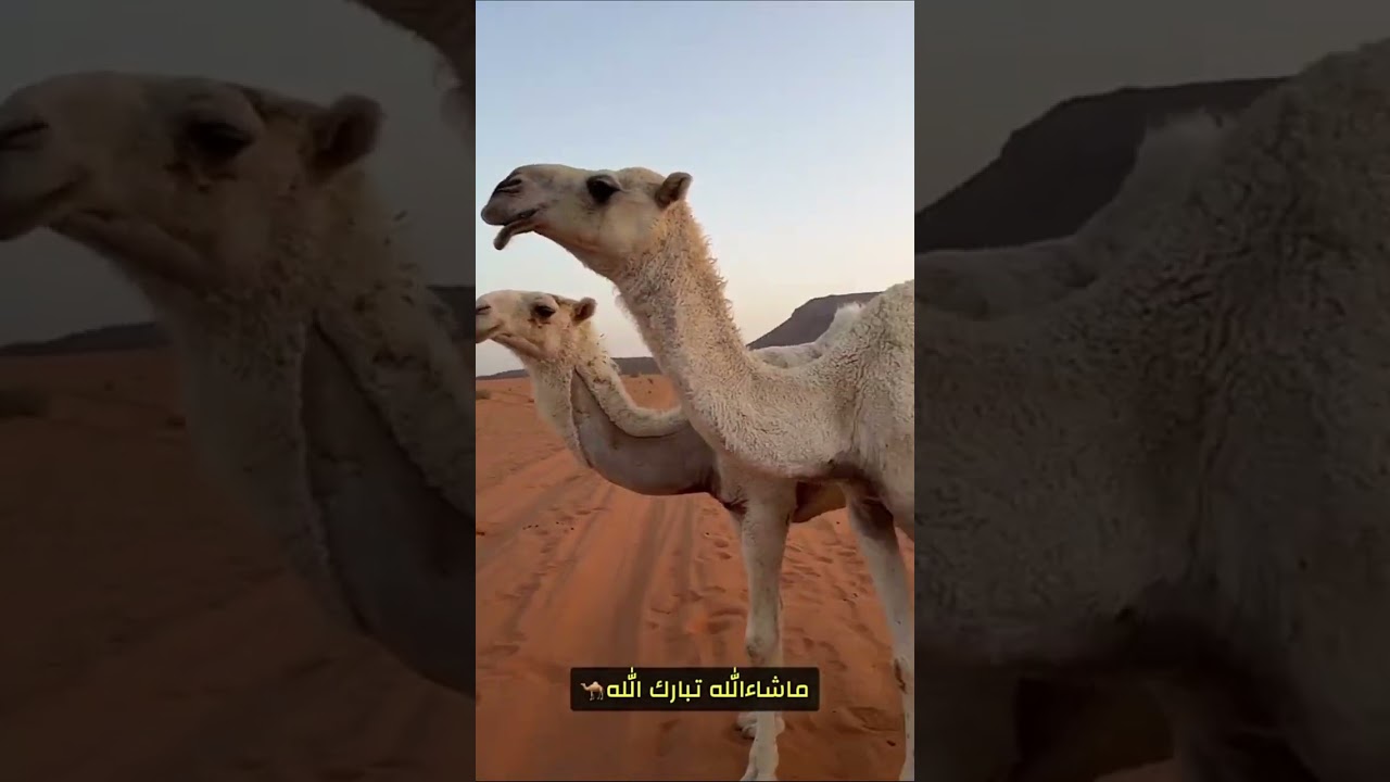 الادمي ذا مامعه عقل😂😭