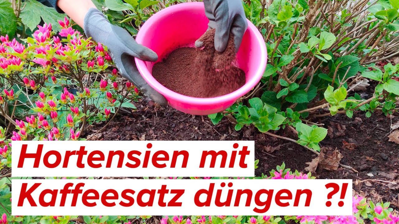 Hortensien mit Kaffeesatz d&uuml;ngen?! Blaue Bl&uuml;ten durch Kaffee??