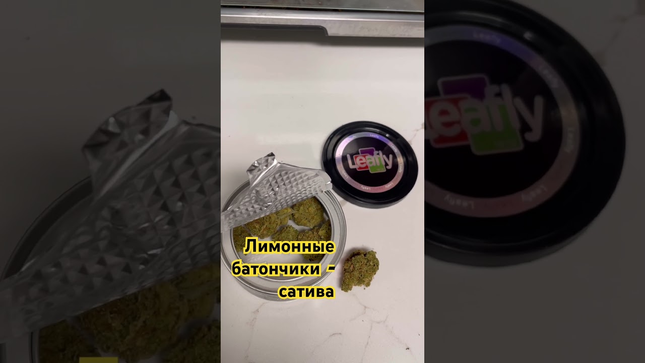 Lemon bars Leafly  sativa