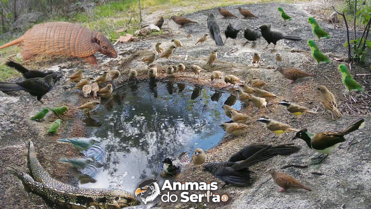O BEBEDOURO NATURAL FICOU TODO COLORIDO COM A PRESEN&Ccedil;A DAS AVES