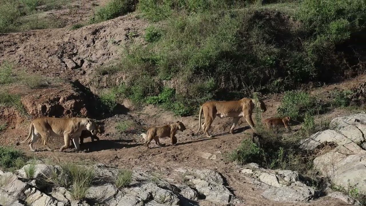 Egyptian Pride Lionesses
