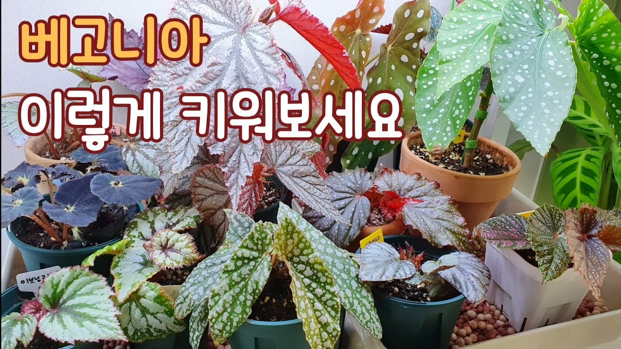 베고니아 이렇게 키워보세요/ 실습, 온실에서 관리방법