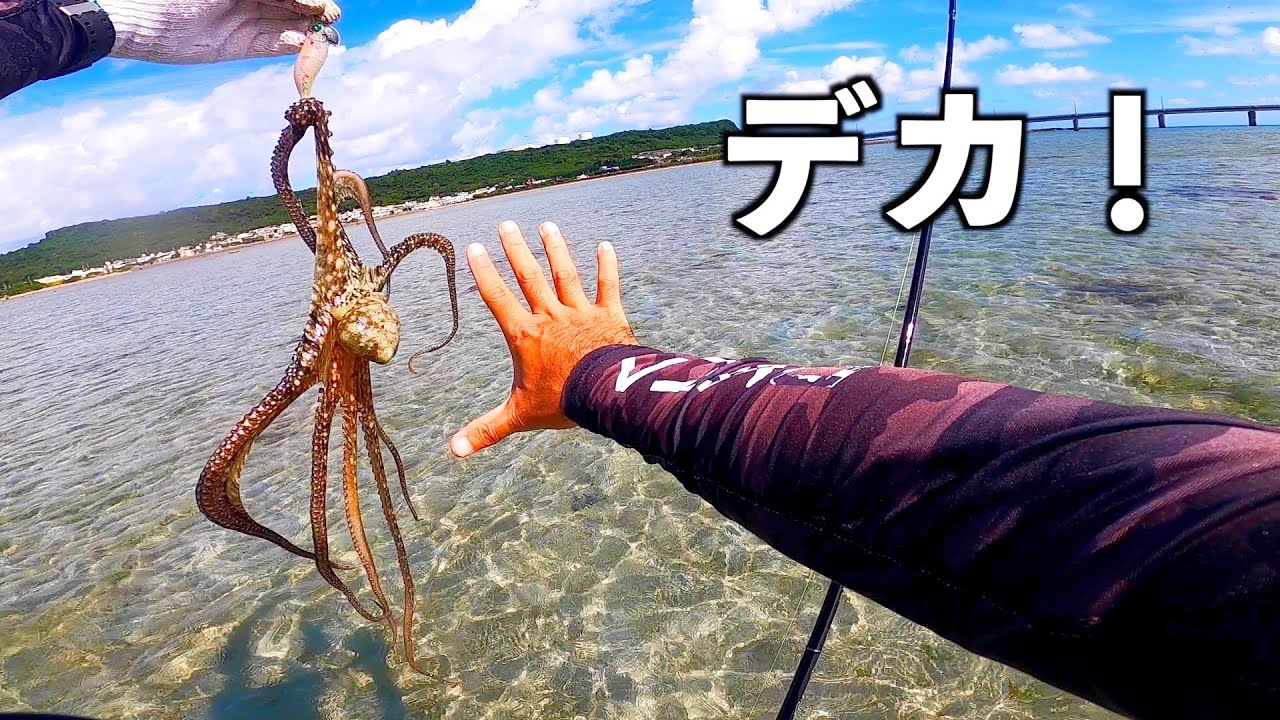コツを掴んでタコ爆釣!!【シガヤーダコ】【タコ釣り】