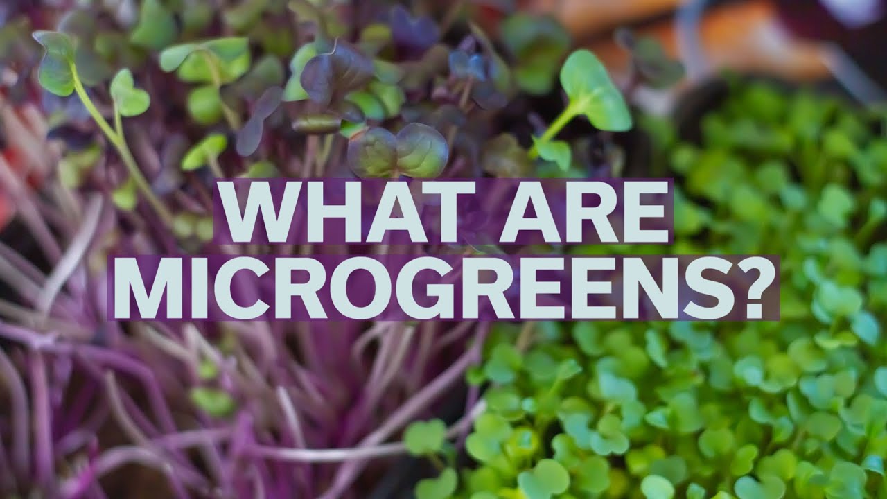 What are Microgreens?