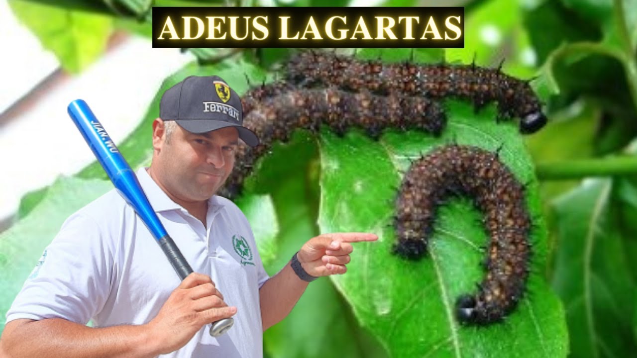 Como acabar com lagartas e cochonilhas no Pé de Maracujá. Controle químico e receita Orgânica.