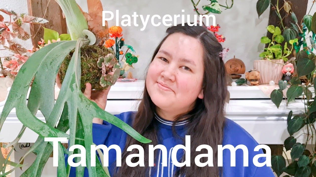 Platycerium Tamandama 🌱