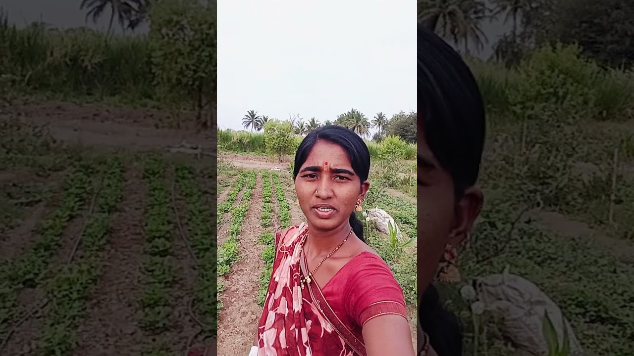 लसूण केवढा झाला आहे बघा 🌱💫💯👍🏻🔥❤️&zwj;🩹 #farming #minivlog  #shortsvideo #agriculture