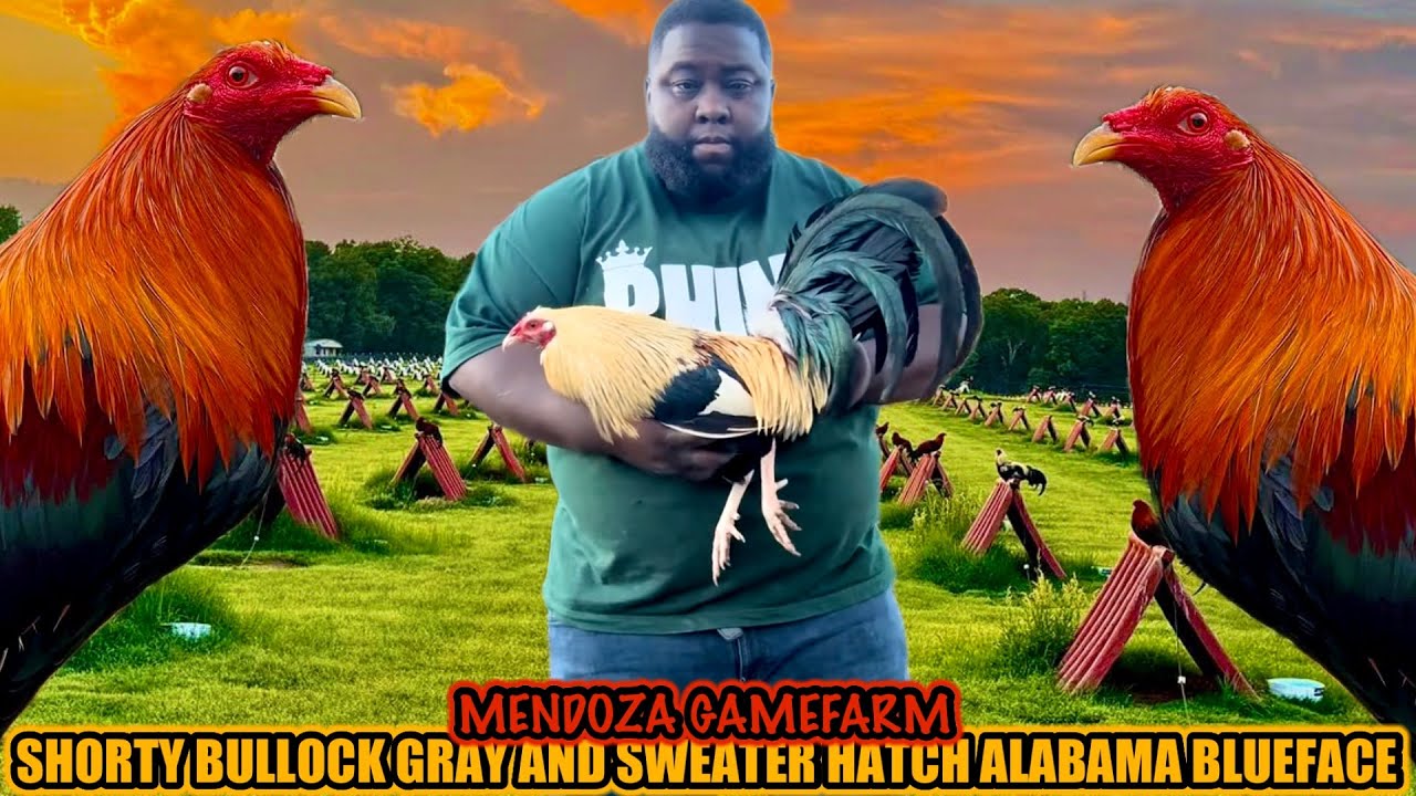 Shorty Bullock Grey And Sweater Hatch Alabama Blueface ~ MENDOZA GAMEFARM
