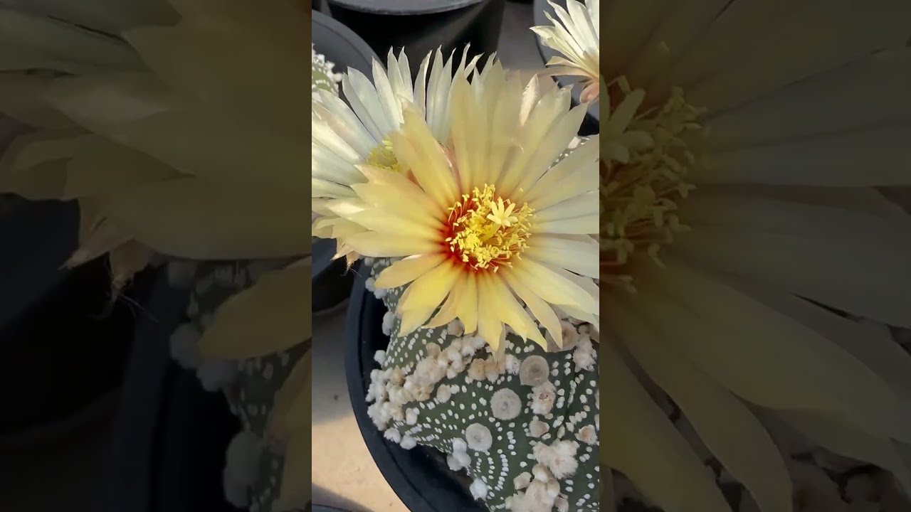 Pollination of Astrophytum asterias｜#cactus #flowers #potted #plant #garden｜SprezeLand