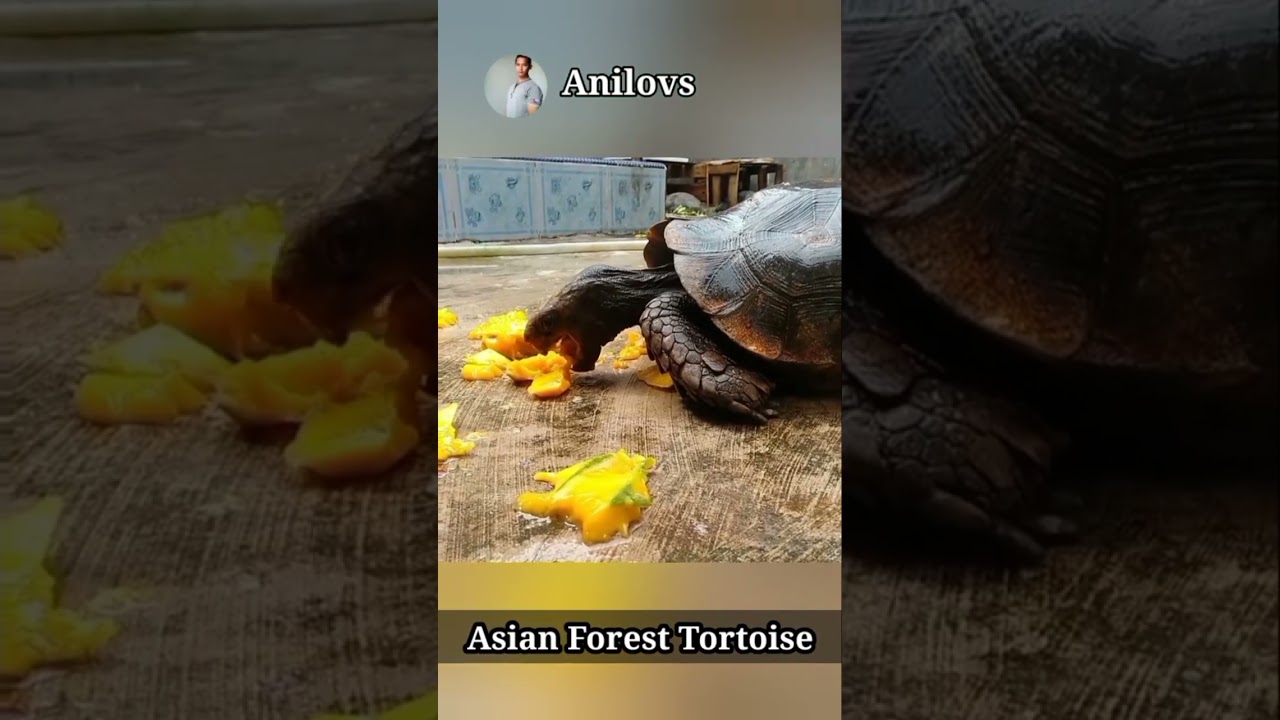 Asian Forest Tortoise 