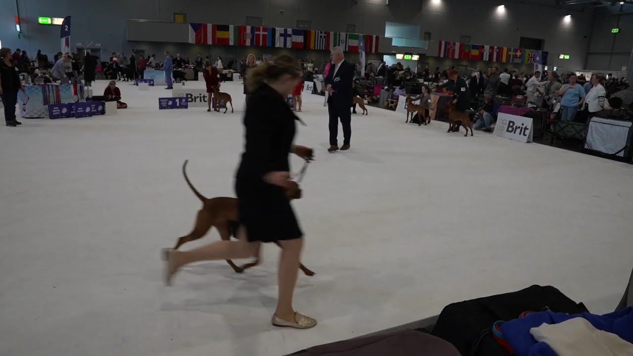 European Dog Show 2025 Brno (CZ) - Magyar Vizsla Junior Class