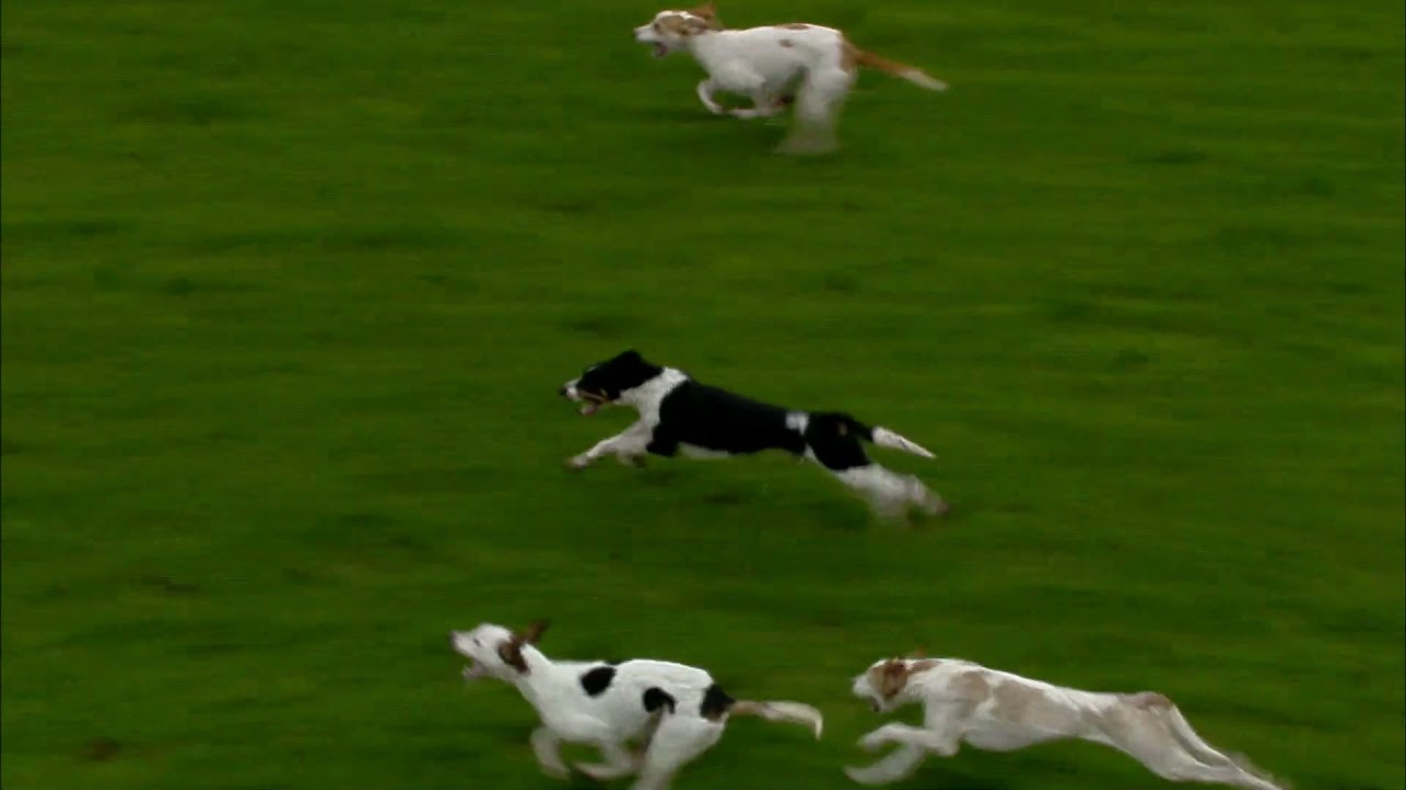 Hound Trailing Demonstration Carlisle Racecourse 12th December 2021