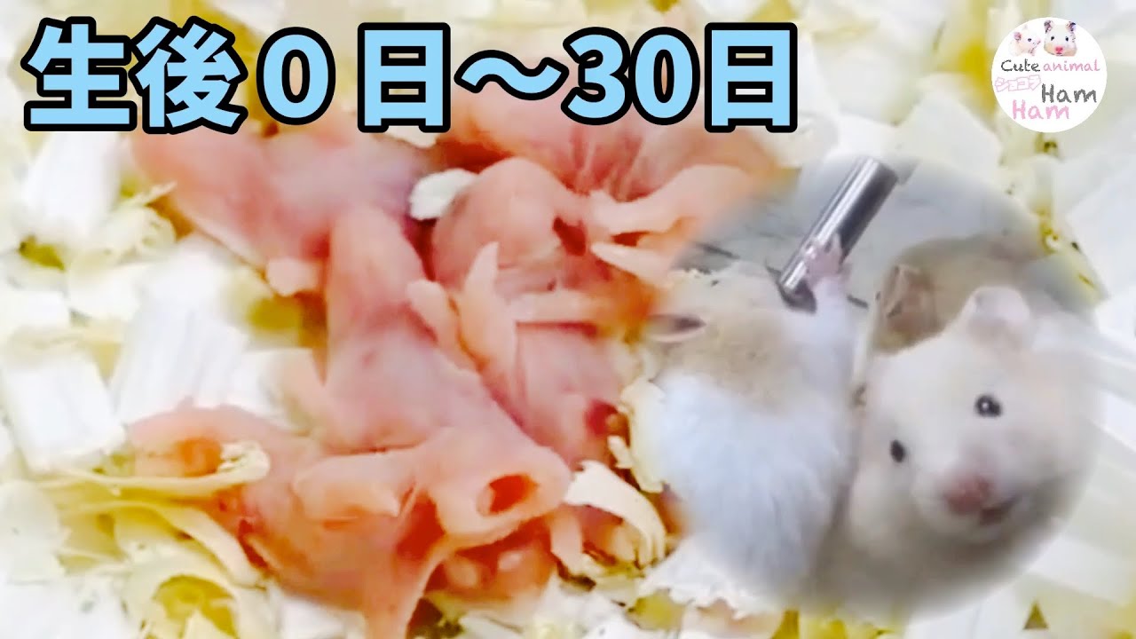 ゴールデンハムスターの赤ちゃん★生後０日から30日の軌跡　おもしろ可愛い動物