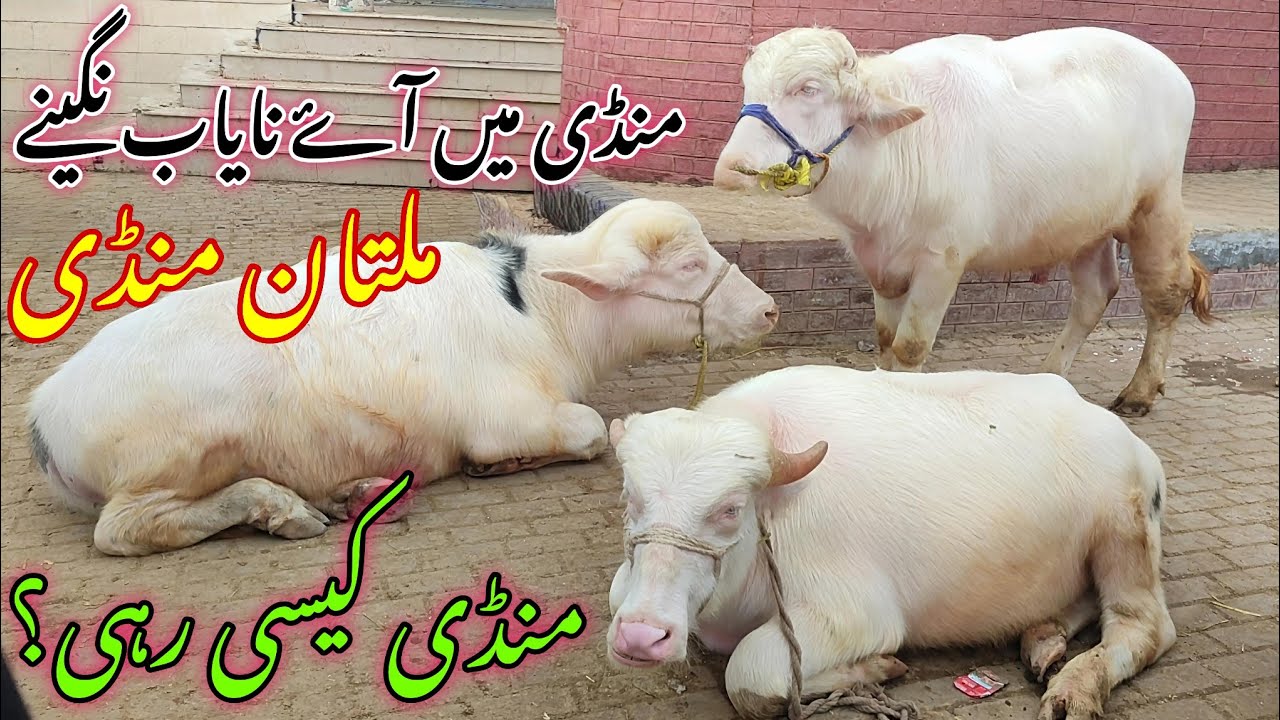 Mandi me Ayy Nayab Nagenay or Mandi kasi rhi? latest update Multan Cow Mandi