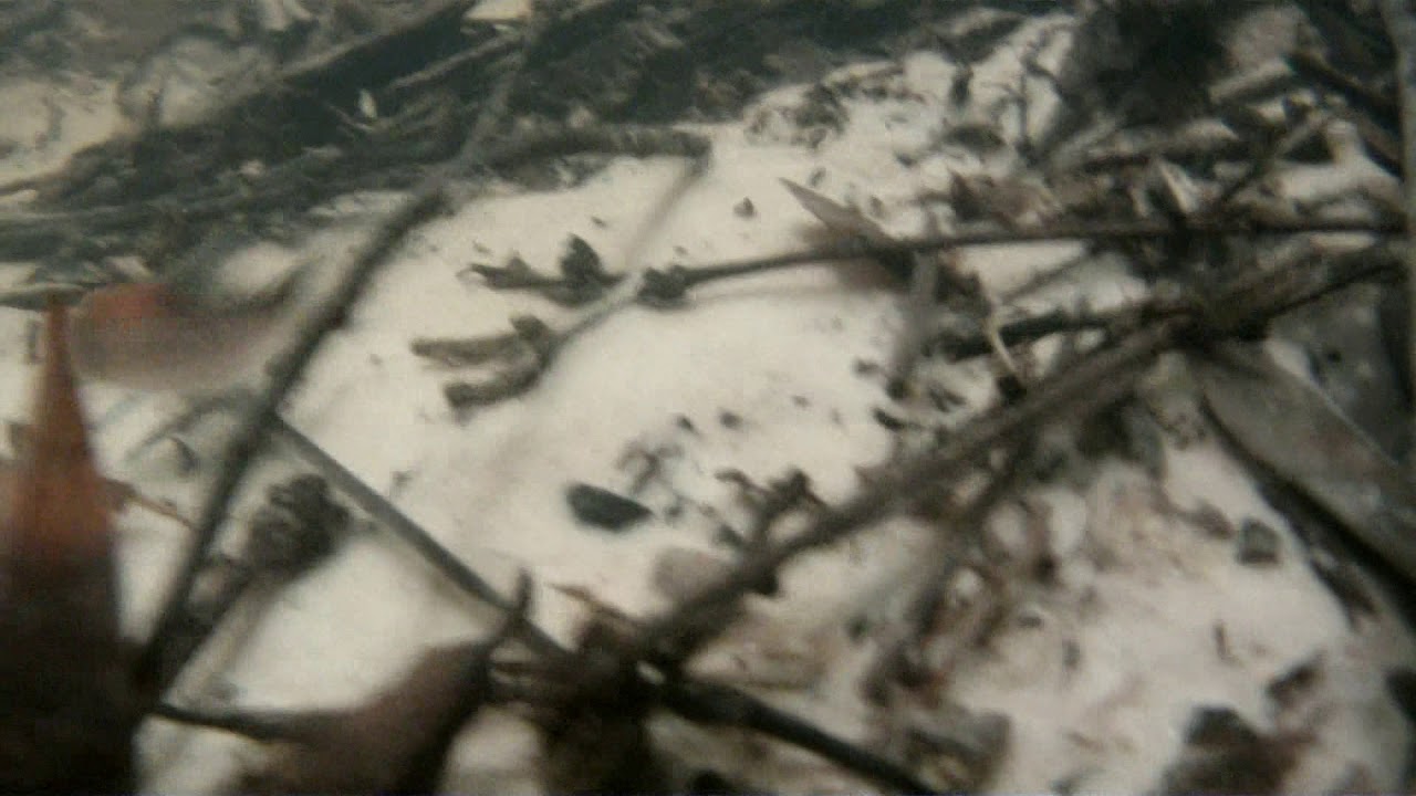 Nature's aquarium : Corydoras duplicareus and Hyphessobrycon from Rio Poranga