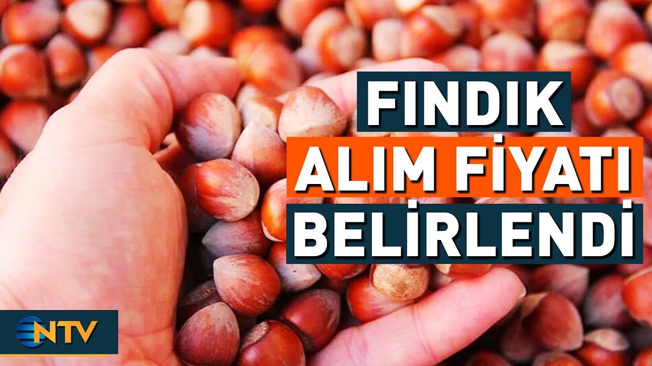 Tarım ve Orman Bakanlığı Duyurdu! Fındık Alım Fiyatları Belli Oldu | NTV