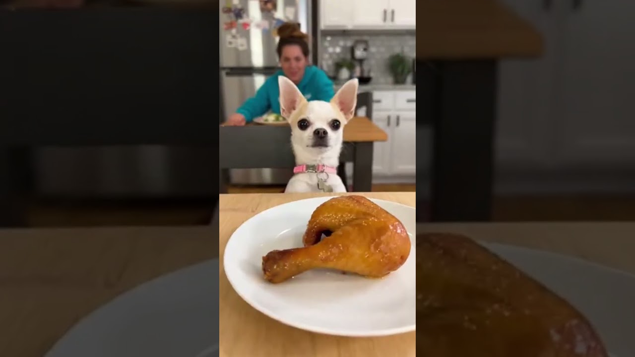 The ultimate toy heist! 🐶💼 #Chihuahua #BackpackBandit #DogTok #PetComedy #ViralPets #FunnyDogs #Shor