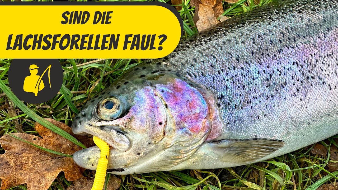 Lachsforellen mit Auftreibender Montage und Lifter Lure