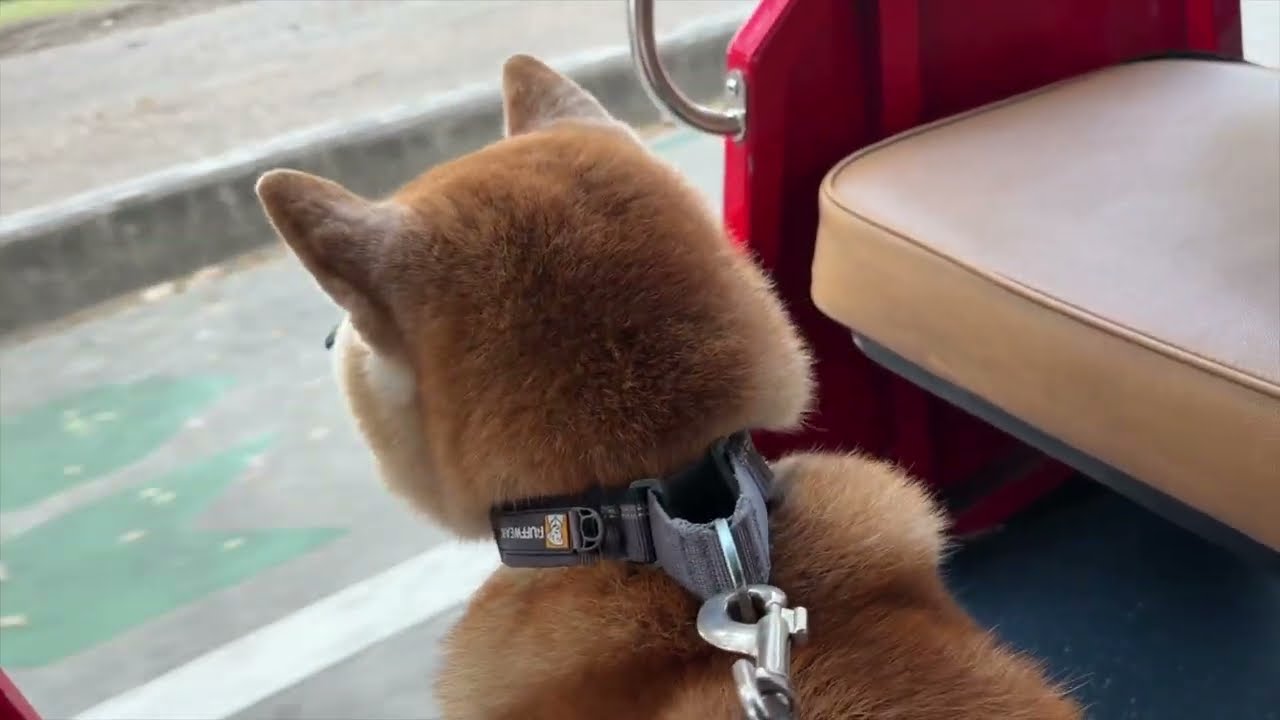February 21, 2026 (Sat) | Shiba Inu Riding a Tuk Tuk🛺🐕