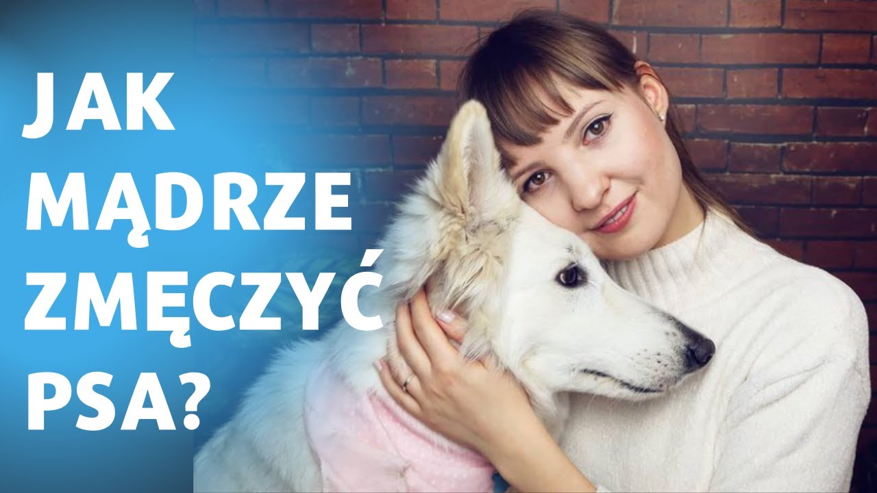 Jak zmęczyć psa? Jak zmęczyć szczeniaka? Psie wybiegi? A może rzucanie piłeczki? 😈