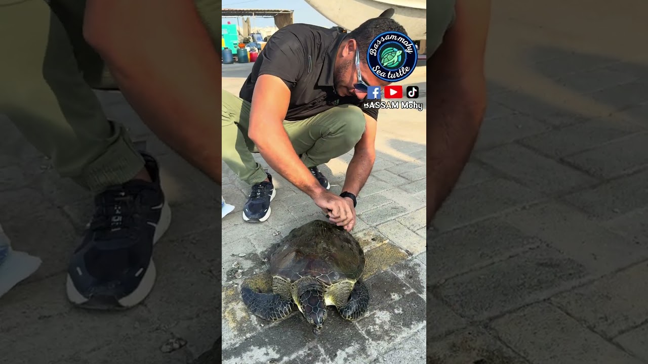 ‏سلحفاة فيها إصابة كبيرة ولكن قديمة🥹🐢